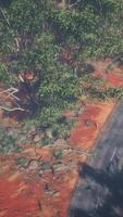 photo aérienne d'une route serpentant à travers des arbres verts video