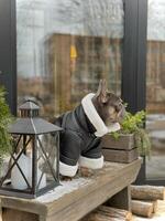 French bulldog in a stylish jacket on a blurred background of a Christmas tree. A dog is waiting for its owner on a wooden bench. photo