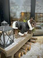 A French bulldog standing in a warm jacket in the cold. photo