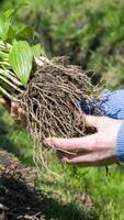 Person holding a terrestrial plant with roots in their hands photo