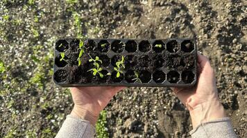 mano participación bandeja de plántulas, un gesto hacia naturaleza y crecimiento foto