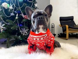 A curious French bulldog looks at the camera against the background of a Christmas tree. Dog in red suit close-up on white fluffy carpet. photo