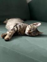 Sleeping cute cat. Serene cat with tabby fur sleeps peacefully on a green sofa, representing tranquility. photo