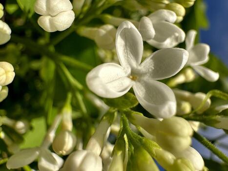 cerca arriba foto de un blanco florecer con verde follaje