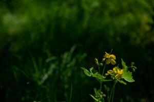 Yellow flowers of celandine on a dark green lawn background of an old forest bokeh. photo