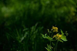 amarillo flores de celidonia en un oscuro verde césped antecedentes de un antiguo bosque Bokeh. foto