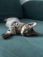 Sleeping cat lying comfortably on a dark green couch. photo