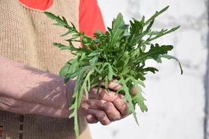 Person holding leafy green rucola, a natural food ingredient photo