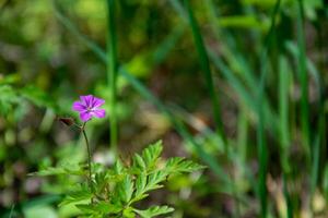 Sunny day, lilac flower on a blurred background of forest grass. Gentle spring landscape. photo