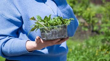 Woman in electric blue sweater holding small plant photo