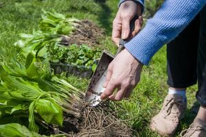 Person planting a terrestrial plant with a shovel in the soil photo