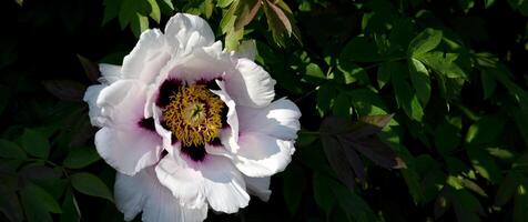 vibrante blanco peonía flor en lleno floración foto