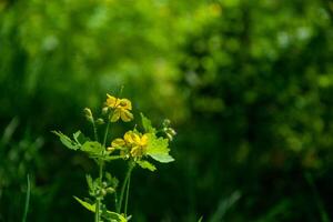 amarillo flores de celidonia quelidonio majus yo en el primavera en el bosque norte brillante verde bokeh antecedentes foto