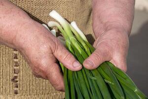 Person holding fresh green onions, a staple food ingredient photo