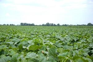 Cucumber field. Vast field of green crops stretching towards the horizon under a soft cloudy sky photo