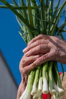 Person holding a bunch of fresh green onions, a leafy vegetable photo