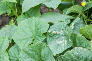 Close-Up of Green Cucumber Leaves in Garden photo