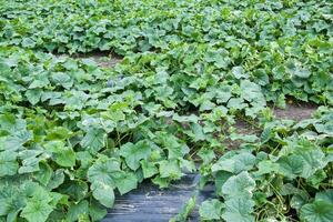 Green Crop Field photo