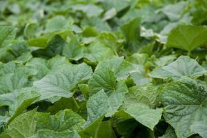 Field filled with green leaf vegetables growing as groundcover photo