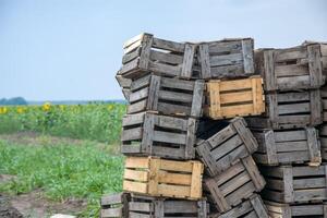 apilar de de madera cajas en campo foto