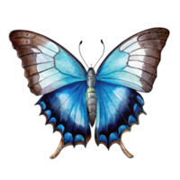 A blue butterfly with brown wings The butterfly is painted in watercolor and has a serene, peaceful mood png