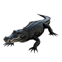 een alligator is getoond Aan een transparant achtergrond png