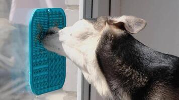 cute dog using lick mat for eating food slowly, mat is attached to the window glass. Pet care video