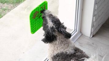 mignonne chien en utilisant lécher tapis pour en mangeant nourriture lentement, tapis est attaché à le fenêtre verre. animal de compagnie se soucier video