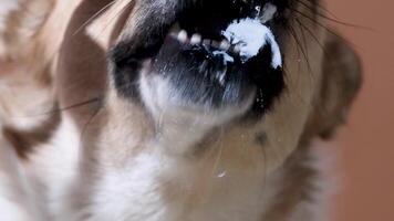 Dog with licking tongue, close-up view, shot through the glass. Funny pet portrait, focus on the tongue, beige background video