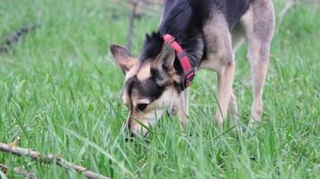 wide angle view of a cute mixed breed dog with red collar eating grass enjoying the walk in nature, slow motion video