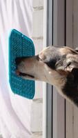 cute dog using lick mat for eating food slowly, mat is attached to the window glass. Pet care video