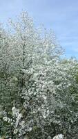Aerial view of blooming trees with white flowers in spring video