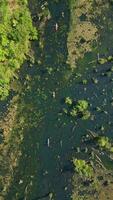 Haut vue de touristes kayak sur miroir Lac dans Krabi, Thaïlande. video