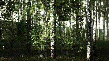 Group of Birch Trees Stand Tall Amongst Forest video