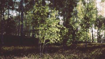 pequeño abedul árbol en bosque video