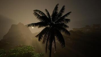 handflatan träd stående lång i natt himmel video