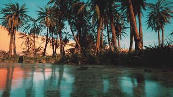 Palm Trees Surrounding Water video