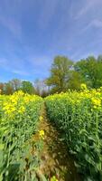 glad fpv vlucht door een geel koolzaad veld- in de lente. video