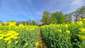 glad fpv vlucht door een geel koolzaad veld- in de lente. video