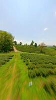 Dynamic FPV drone flight over tea plantation in Chiang Rai, Thailand video