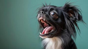 japonés mentón, enojado perro desnudando sus dientes, estudio Encendiendo pastel antecedentes foto