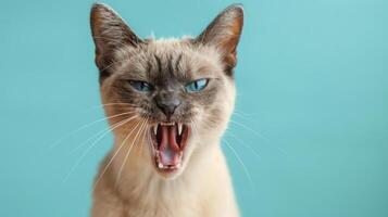 Burmese, angry cat baring its teeth, studio lighting pastel background photo