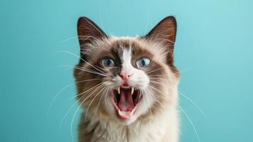 Snowshoe, angry cat baring its teeth, studio lighting pastel background photo