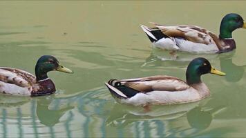 sauvage canards flottant sur le Lac l'eau video