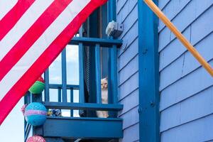 puerto de roca, Estados Unidos - agosto 11, 2019-gato en un azul casa con americano bandera durante un soleado día foto