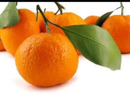 Several ripe tangerines on a white background. Organic tangerine with green leaf. Mandarin. photo