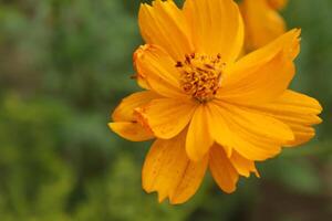 Yellow color Zinnia elegans or common zinnia flower display with green blurred nature around. photo