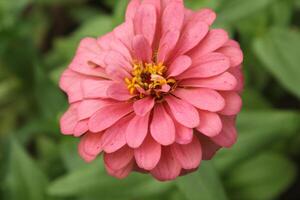 Pink color Zinnia elegans or common zinnia flower display with green blurred nature around. photo