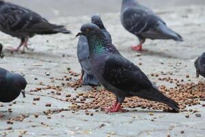 Common Indian Pigeon display on local street. Bird feeding on open and empty road. Beautiful Bird background. photo