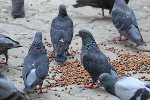 Common Indian Pigeon display on local street. Bird feeding on open and empty road. Beautiful Bird background. photo